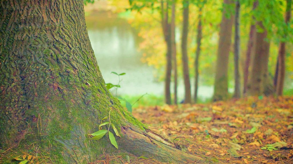 forest from low angle shot